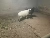 Oi (lot, sex nespecificat), Oi — foto 2