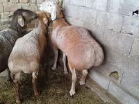 แกะตัวผู้, Arashan sheep — รูปภาพ 3