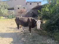 گاو ماده, گاو — عکس 4