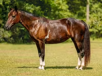 Кобила, American paint horse — снимка 2
