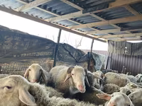 Sheep, Sheep — photo 1