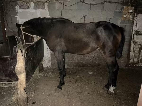 Kůň, Orlov Trotter