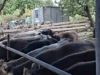 İnek, Sığır — foto 5