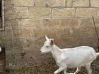 Koza, Saanen goat — fotografija 4