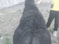 Kambing jantan, Sheep — foto 7