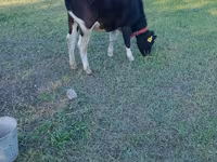 गाय, Russian Black pied cattle — फ़ोटो 1