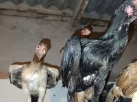 Chickens — zdjęcie 4