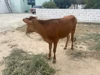 گاو ماده, گاو — عکس 1