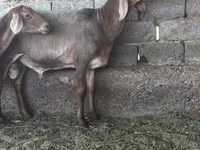 Kambing jantan, Arashan sheep — foto 5
