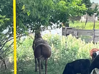 Beran, Arashan sheep — foto 2