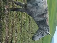 At, Karabakh horse — foto 2