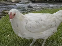 Chickens — عکس 2