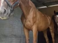 Kobila, Polish pony — fotografija 2