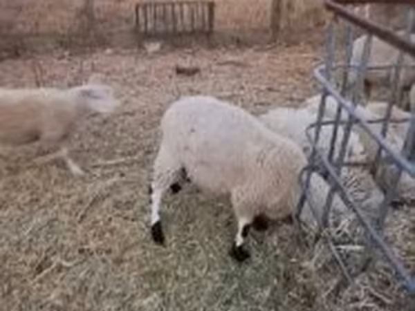 የጎትት አውራ በግ, Cerry Hill sheep