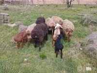 میش, گوسفند — عکس 1