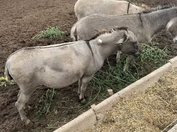 Kısrak, Atlar