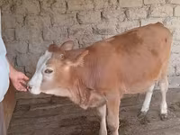 گاو نر, Simmental cattle — عکس 1