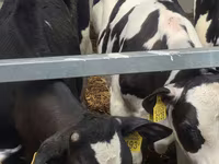 Byk, Simmental cattle — zdjęcie 6