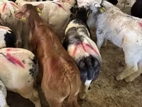 Dibi, Cattle — sawirka 3