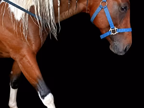 수말, Thoroughbred horse