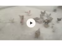 Chickens — 사진 1