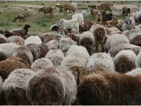 قوچ, Hissar sheep — عکس 2