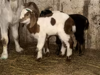 Kozel, Kamori goats — foto 5