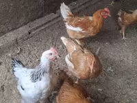 Chickens — 4. fotó