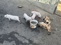مادہ سؤر, سور — تصویر 4