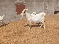 تيس, Saanen goat — الصورة 3