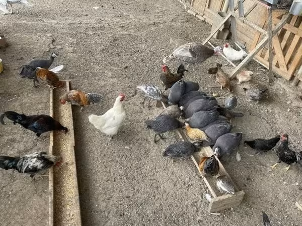 Turkeys