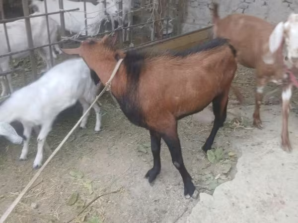 Արու այծ, Այծեր