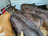 Cattle (batch, sex not specified), Aberdeen-Angus — photo 2