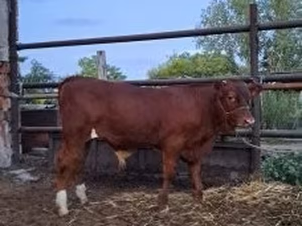Bull, Limousin cow — Hungary