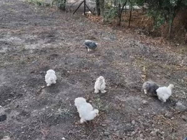 Seidenhuhn