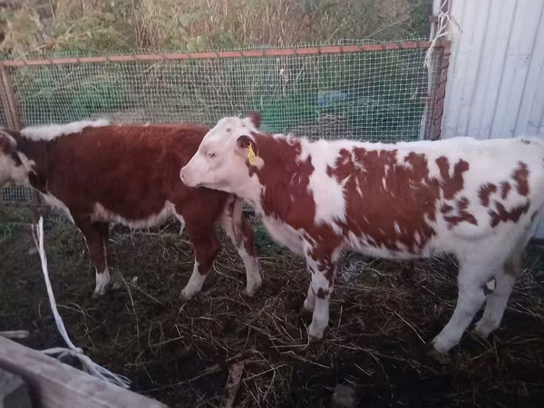 Bovinos (lote, sexo no especificado), Simmental cattle — Kazajistán