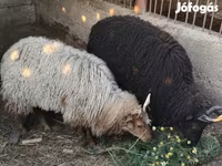میش, Racka sheep — عکس 1