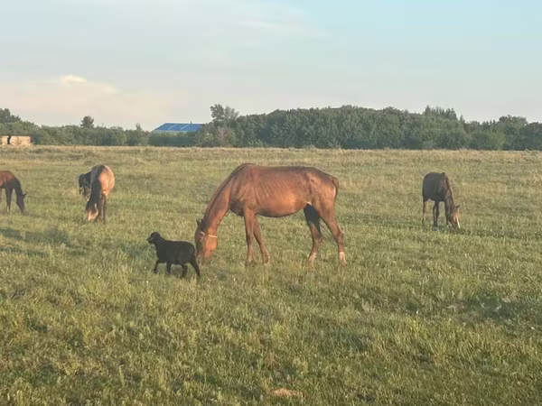 Азаргагүй морь, Horse breed