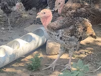 Turkeys — Foto 8