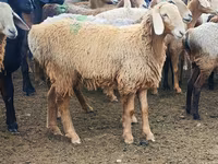 ცხვარი, Arashan sheep — ფოტო 4