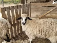雌羊, Tsigai sheep — 写真 2