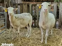 Wad, Cameroon sheep — sawirka 4