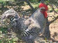Chickens — foto 1