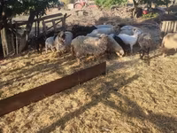 Moutons (lot, sexe non indiqué), Dorper sheep — photo 2
