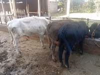 گاو نر, گاو — عکس 1