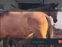 ม้าตัวเมีย, Mugalzhar horse — รูปภาพ 2
