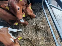 Býk, Simmental cattle — foto 2