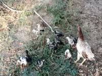 Chickens — Foto 2