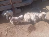 Kambing (lot, jantina tidak dinyatakan), Goats — foto 1
