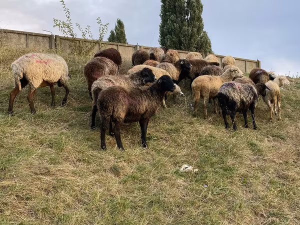Sheep, Sheep — Moldova